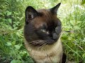 Gato Carbonero  comiendo yerba