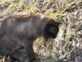 videos de Gato Carbonero  comiendo yerba
