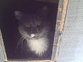 Cat stuck in roof Cat stuck in roof