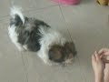 Vickki Doing Bang Bang!!