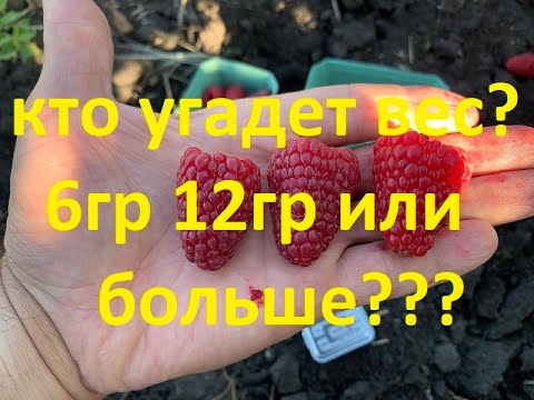 Ягоды гиганты-сорт Нижегородец