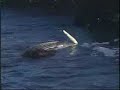 Surf Fishing Striped Bass in Montauk NY part 2