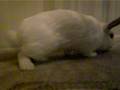 videos de Bunny prefers nap to strawmat