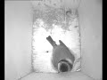Simon the blue tit settles for the night STBT1