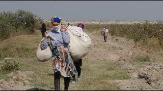 Video: Forced Labor Used in Uzbekistan&#039;s Cotton Harvests