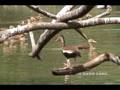 videos de Black-bellied Whistling Duck (Dendrocygna autumnalis)