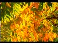 del oto�o de Vivaldi -autumn