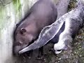 Oso hormiguero gigante le chupa el ojo a un tapir