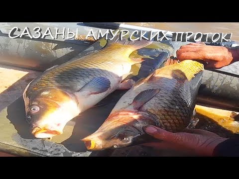 Рыбалка на Амуре, сазаны Амурских проток . Рыбалка на Амуре, сазаны Амурских проток .