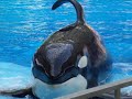 Tribute To Keet My Favorite Orca At Seaworld San Antonio Tribute To Keet My Favorite Orca At Seaworld San Antonio