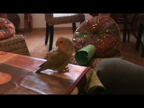 agapornis - Aqui os dejo lo que es capaz de hacer un pajarillo con un poco de paciencia. Votarlo y comentarlo. gracias.