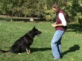 The Power of Training Dogs with Markers The Power of Training Dogs with Markers