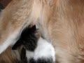 Dog nursing Kitten Dog nursing Kitten