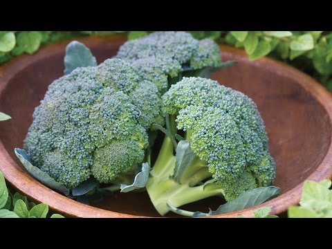video-linktoworks-Growing Broccoli in a Container