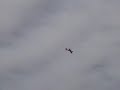 Glider & Adrenalin