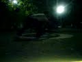 Ni�as