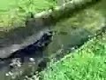 zeus nel canale