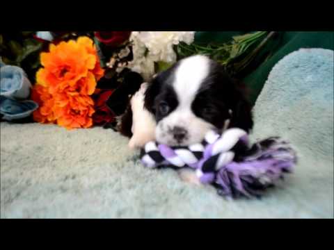Scarlet AKC Chocolate White Parti Female Cocker Spaniel Puppy for sale