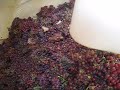 Pressurage Gewurztraminer Weinberg