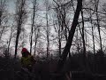 Waldarbeiter beim Bäumefällen Waldarbeiter beim Bäumefällen