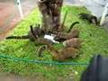 Coati Attack