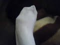 Mamba Withe Ventura -Parte 2