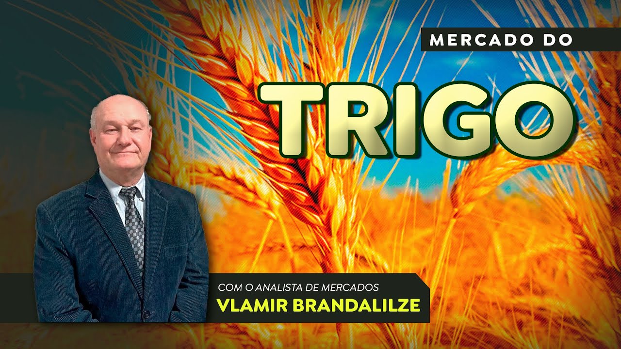 Trigo importado deve seguir dominando o mercado brasileiro.