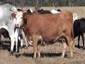 Beef Cattle Body Condition Scoring Part 2