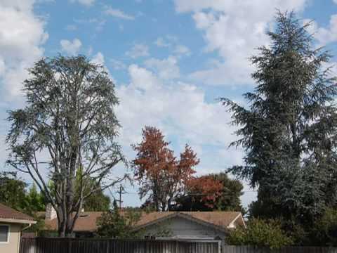 how to transplant a blue atlas cedar