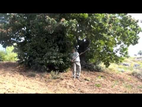 how to harvest chestnuts