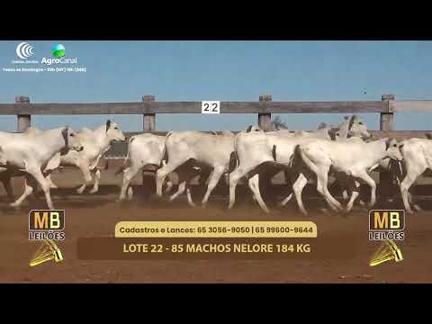 510� LEIL�O VIRTUAL MB LEIL�ES