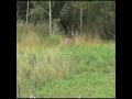 Trophy Whitetail Hunting Wisconsin