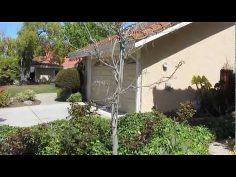 how to wisteria tree