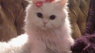 Диктант Васька.