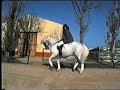 Mister Robson - Adestrador de Cavalos Mister Robson - Adestrador de Cavalos