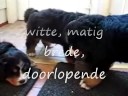 berner sennen berner sennen