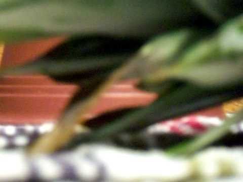 how to plant pineapple head