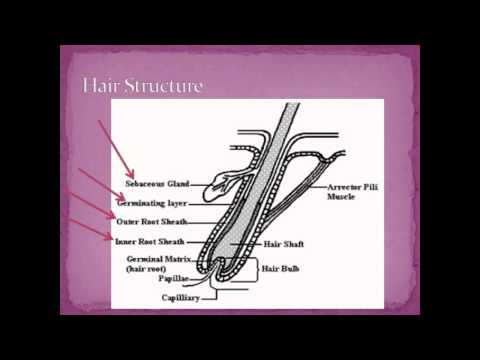 how to grow new hair follicles