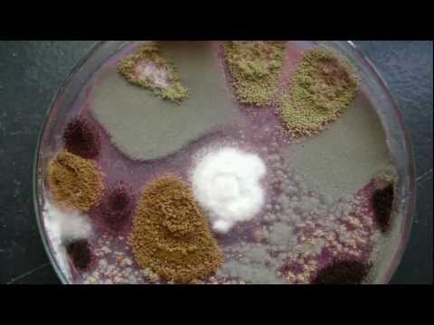 how to isolate aspergillus