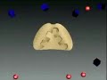 receptors & membranes, chemical signals