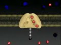 receptors & membranes, chemical signals