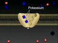 receptors & membranes, chemical signals