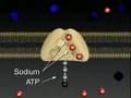 Receptors & Membranes, Chemical Signals