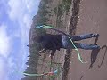 cariocas cariocas