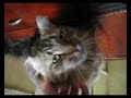 The trained cat. Teesha - Norwegian Forest cat (as I think) The trained cat. Teesha - Norwegian Forest cat (as I think)