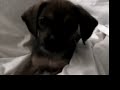 My puggle Bailey @ 11 Weeks My puggle Bailey @ 11 Weeks