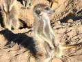 Fluffernutter - The clawless Meerkat!