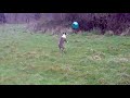 bull terrier vs balloon