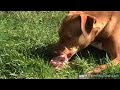 Feeding Raw Turkey Frames