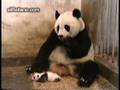 SUSTO DE PANDA